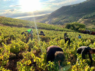 Beaujolais Offers