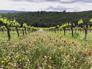 Domaine La Bosque