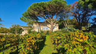 Château Enclos Haut Mazeyres